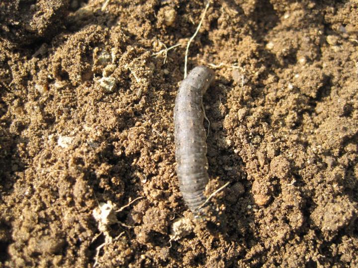 cutworm_004_full_width.jpg